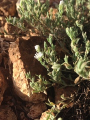 Drymaria arenarioides