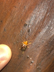 Blepharida jacobyana