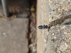 Megachile chrysopyga