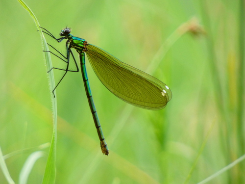 Banded Demoiselle, photo 2 of 9