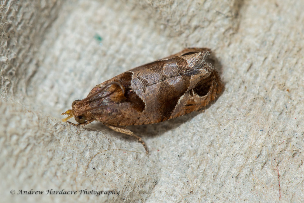 Eudemis gyrotis