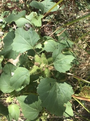 Xanthium strumarium