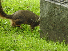 Sciurus niger