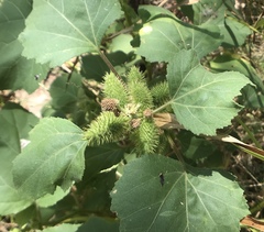 Xanthium strumarium