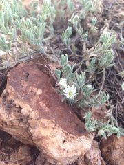 Drymaria arenarioides