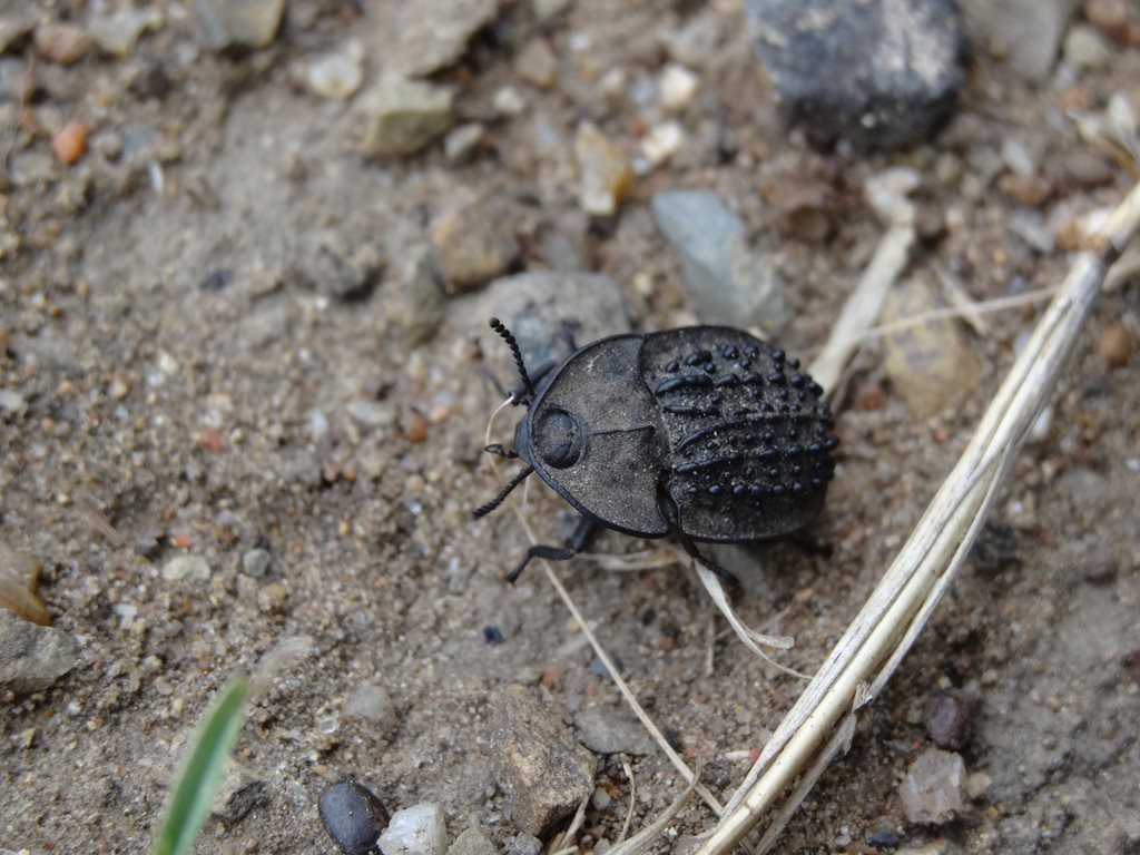 Helea ovata
