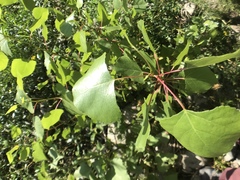 Populus fremontii