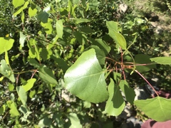 Populus fremontii