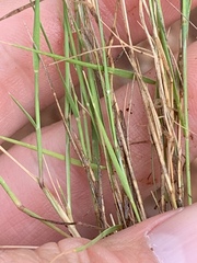Muhlenbergia cuspidata