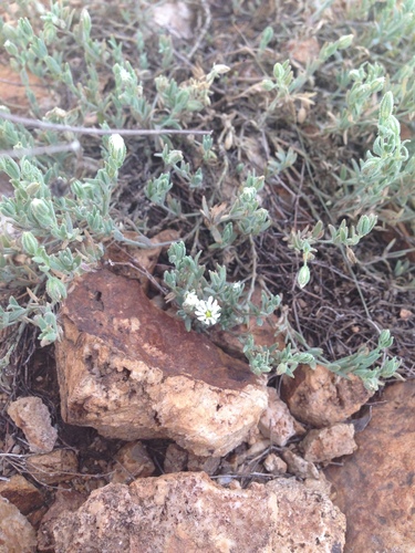 Image of Drymaria arenarioides by (c) Oscar C. González Martínez, some rights reserved (CC BY-SA)