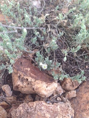 Drymaria arenarioides