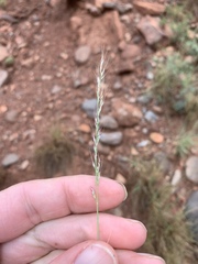 Muhlenbergia cuspidata