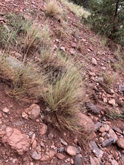 Muhlenbergia cuspidata