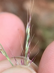 Muhlenbergia cuspidata