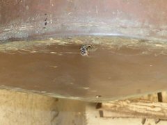 Pseudoanthidium repetitum