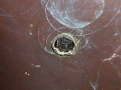 Pseudoanthidium repetitum