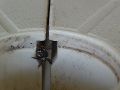 Pseudoanthidium repetitum