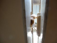 Pseudoanthidium repetitum