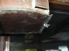 Pseudoanthidium repetitum