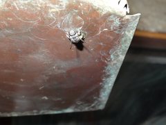 Pseudoanthidium repetitum