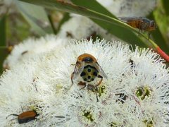 Austalis pulchella