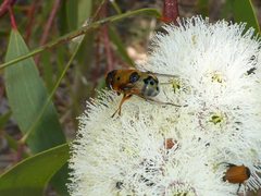 Austalis pulchella