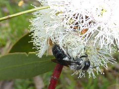 Megachile lucidiventris