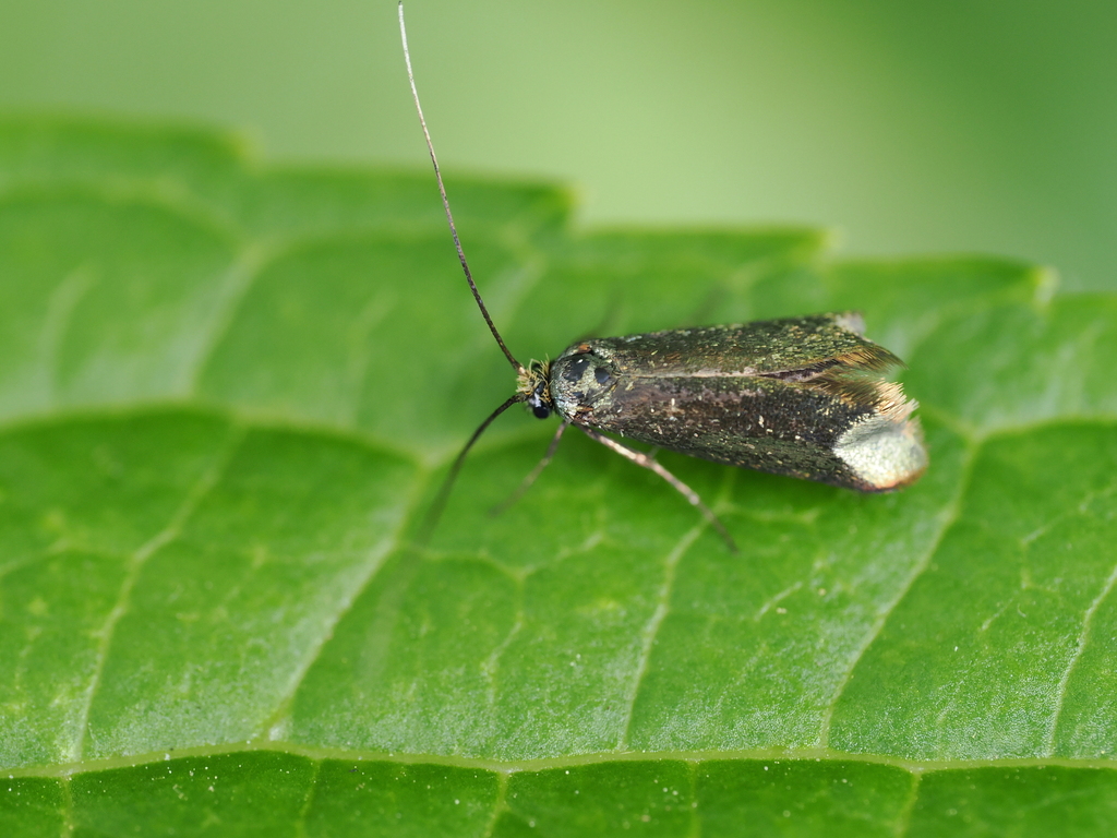 Paraclemensia incerta