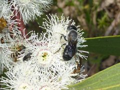 Megachile lucidiventris