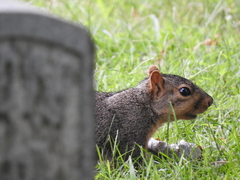 Sciurus niger