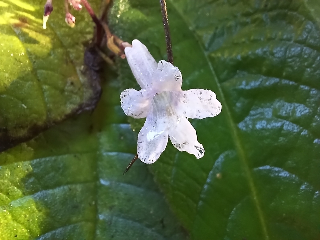 Streptocarpus grandis; photograph (c) Ferncliffe forest wilding, some rights reserved (CC BY)