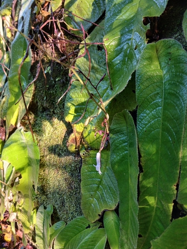 Streptocarpus grandis, photograph 5