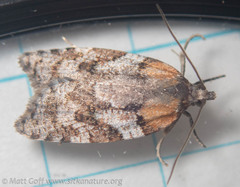Acleris gloveranus
