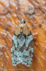Acleris gloveranus