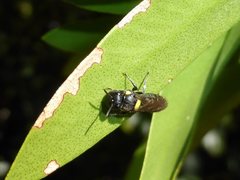 Amphylaeus obscuriceps