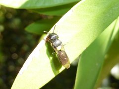 Amphylaeus obscuriceps