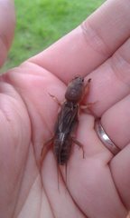 Gryllotalpa monanka