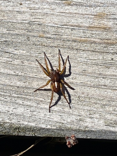 Hilltop Wolf Spider