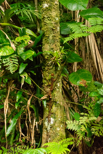 Polybotrya osmundacea observed 2025-04-25