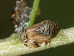 Clastoptera lineatocollis