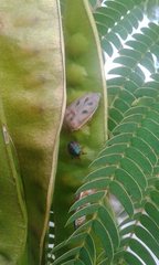 Coleotichus costatus