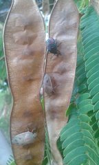 Coleotichus costatus