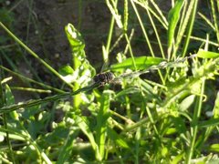 Pseudoanthidium repetitum