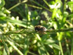 Pseudoanthidium repetitum