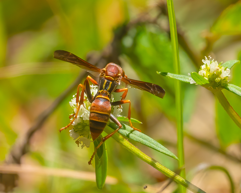 fuscatus-group Paper Wasps from Frenchman's Forest Natural Area 12201 ...