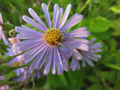 Symphyotrichum laeve laeve
