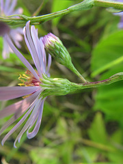Symphyotrichum laeve laeve