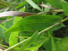 Symphyotrichum laeve laeve