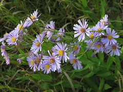Symphyotrichum laeve laeve