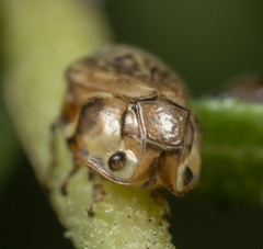 Clastoptera lineatocollis